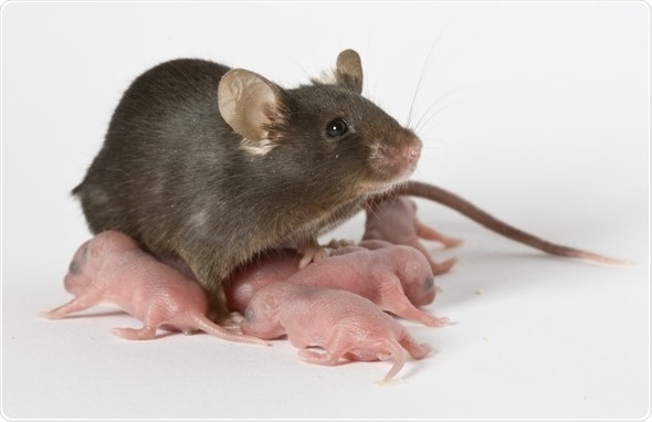 Newborn mouse model yields clues to cause of devastating gut disease in anemic preemies