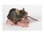 Newborn mouse model yields clues to cause of devastating gut disease in anemic preemies