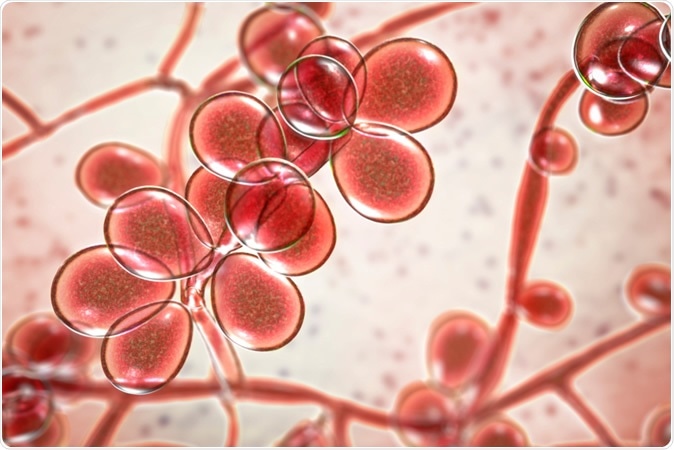 Brazilian plant extract fights Candidiasis