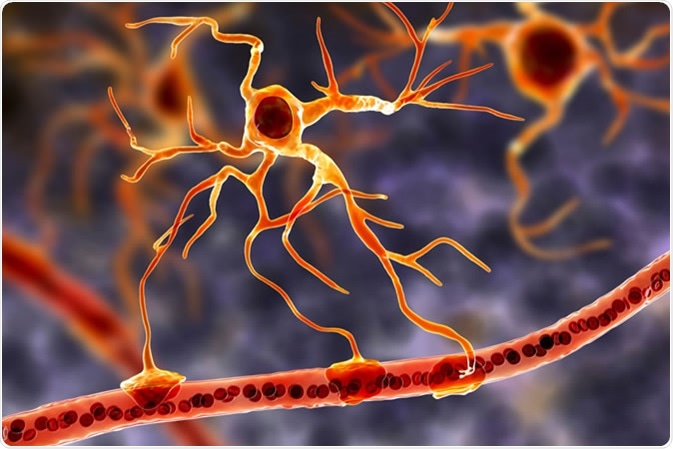 Astrocytes, brain glial cells, also known as astroglia, connect neuronal cells to blood vessels - Illustration Credit: Kateryna Kon / Shutterstock