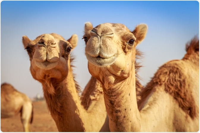 Camelids are members of the biological family Camelidae, the only currently living family in the suborder Tylopoda. The extant members of this group are: dromedary camels, Bactrian camels, wild Bactrian camels, llamas, alpacas, vicuñas, and guanacos. Image Credit: Yasser El Dershaby / Shutterstock