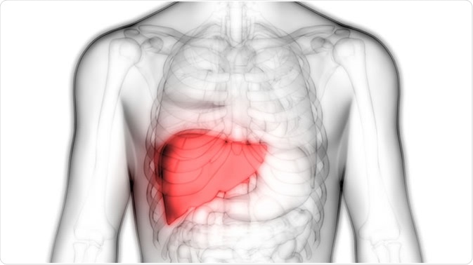 Human Body Organs Anatomy (Liver). Illustration Credit: Magic mine / Shutterstock