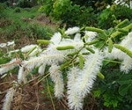 Brazilian plant extract fights Candidiasis