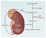 Hypertension in Cardiovascular Research