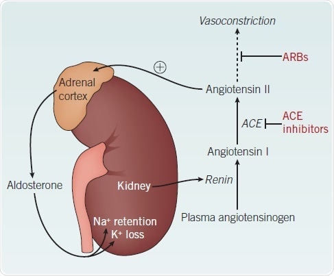 The renin-angiotensin-aldosterone system. The renin-angiotensin-aldosterone system.