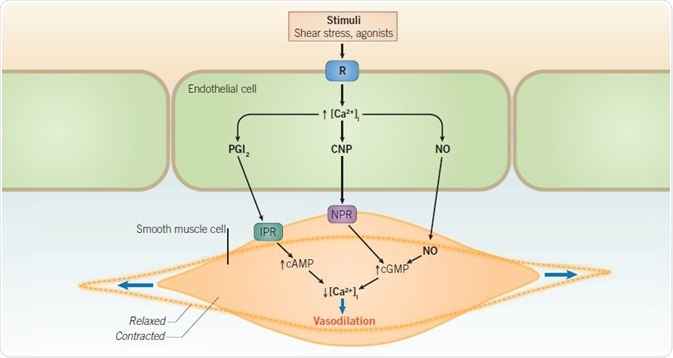 Nitric oxide-mediated vasodilation Nitric oxide-mediated vasodilation