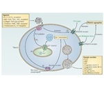 Thrombosis and Hemostatis in Cardiovascular Research
