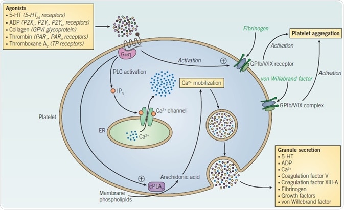 Platelet signaling and activation. Platelet signaling and activation.