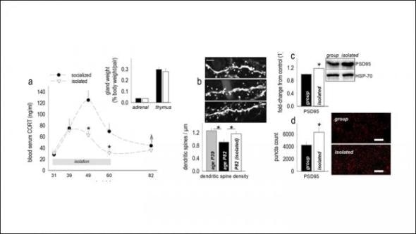 Social isolation in adolescence disrupts brain development, mice study shows