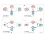 An Overview of RAS Oncoproteins
