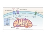 Ischemia Reperfusion Injury Cardiovascular Research