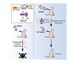 Mutant live attenuated Ebola virus elicits protective immunity in monkeys