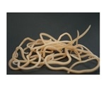 Study: Toxocara roundworm infection is accompanied by complex molecular signaling cascade