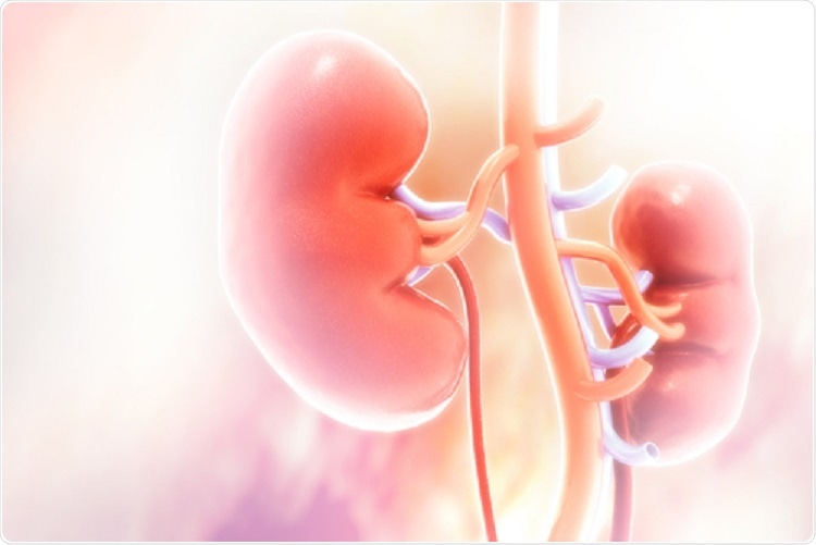 Kidneys Kidneys