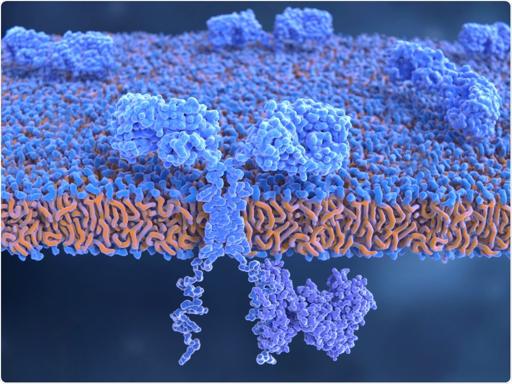 CAR-T Cell