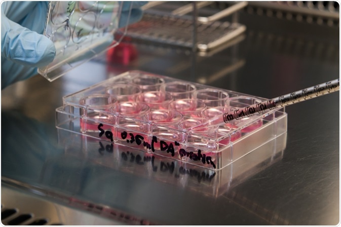 Stem cells in 12 well plate
