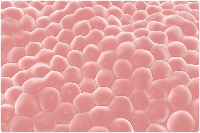 Epithelial cells