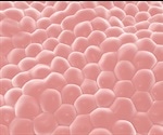 Interfacial Protein Monolayers are Strong Enough to Hold a Cell