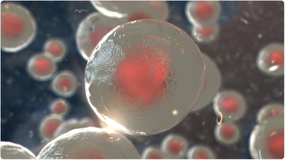 Stem cells