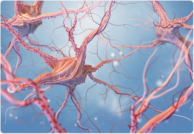Astrocytes