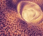 Lipid Metabolism and the Gut Microbiota