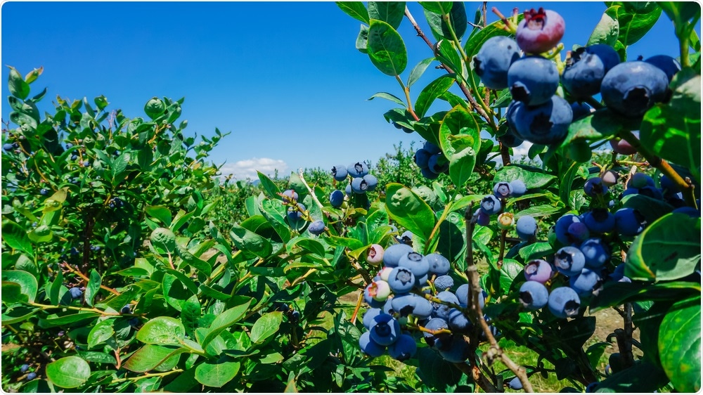 Blueberry honey