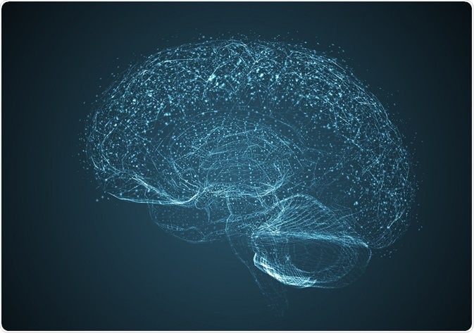 Brain