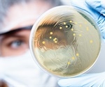 New model for vaginal microbiome transplantation