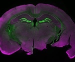 SfN 2019: Ten Talks You Won't Want to Miss