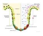 Toxin may play key role in promoting transmission of deadly E. coli strains in cattle