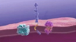 Gamma-secretase cleaves the amyloid precursor protein to generate beta-amyloid fragments. These fragments then oligomerize.