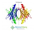 Amyloid Diseases and the Role of Transthyretin (TTR)