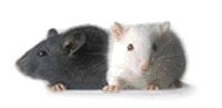 Monoclonal Antibody Production
