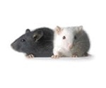 The Differences Between Monoclonal and Polyclonal Antibodies