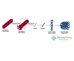 A Comparison Between the Tau Hypothesis and the Amyloid Hypothesis