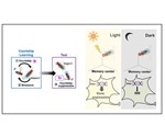 Environmental light required for maintaining long-term memories