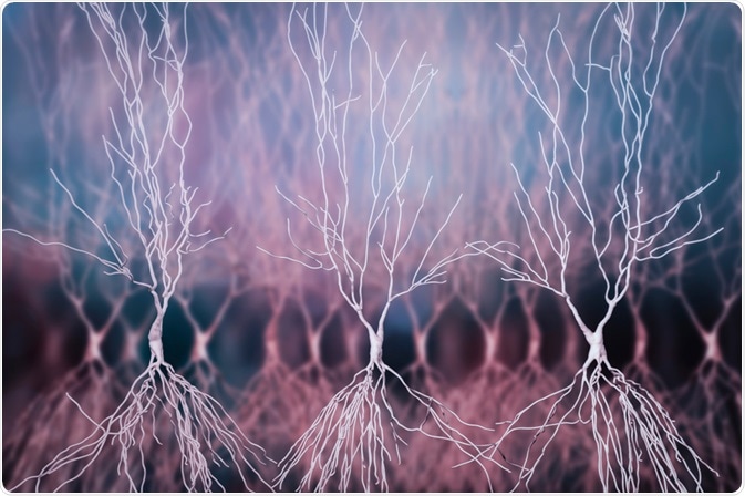 Neurons Neurons