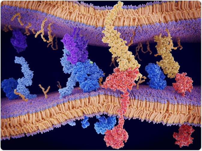 protein interactions