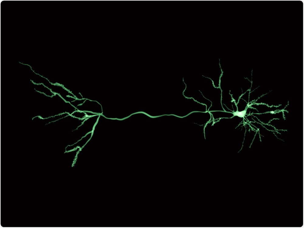Neuron Neuron