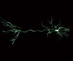 Applying Optical Filters to Neuroscience