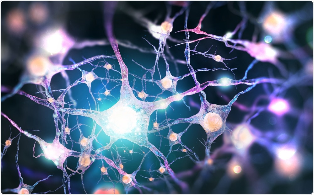 Nerve Cells Nerve Cells