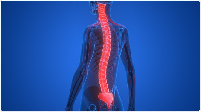 Spinal Cord Spinal Cord