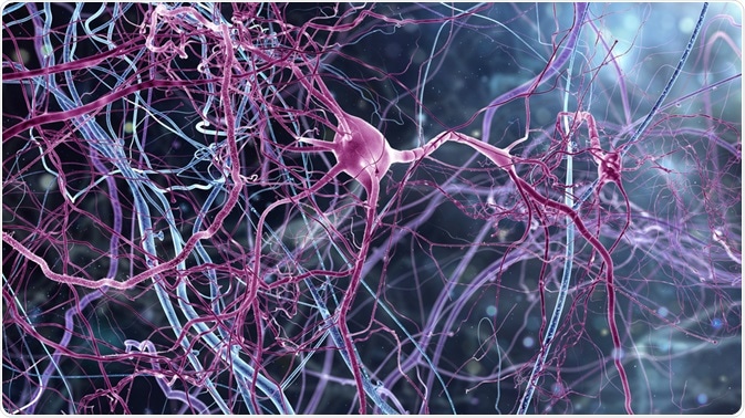 Neurons Neurons