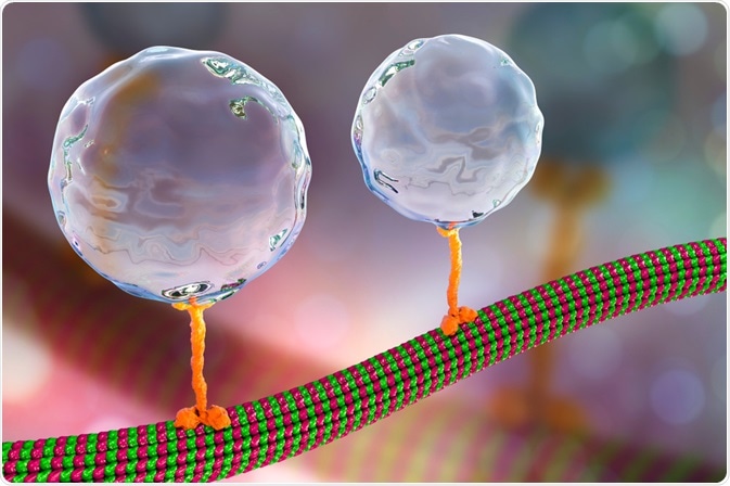 kinesin