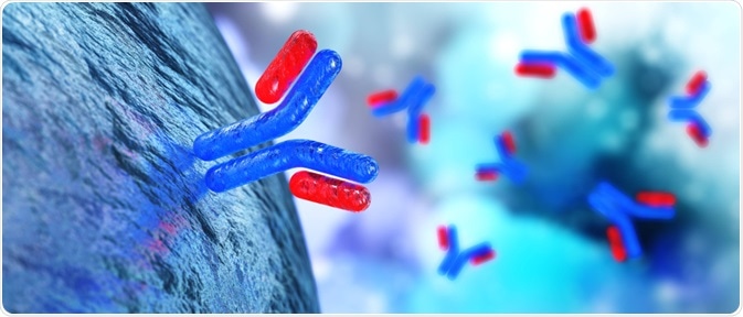 Antibody