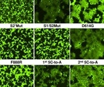 Furin cleavage site and D614G on SARS-CoV-2 spike evolved to balance infectivity, stability, cytopathicity