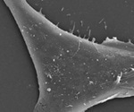 Using virus-like particles to study SARS-CoV-2 assembly, budding, and entry