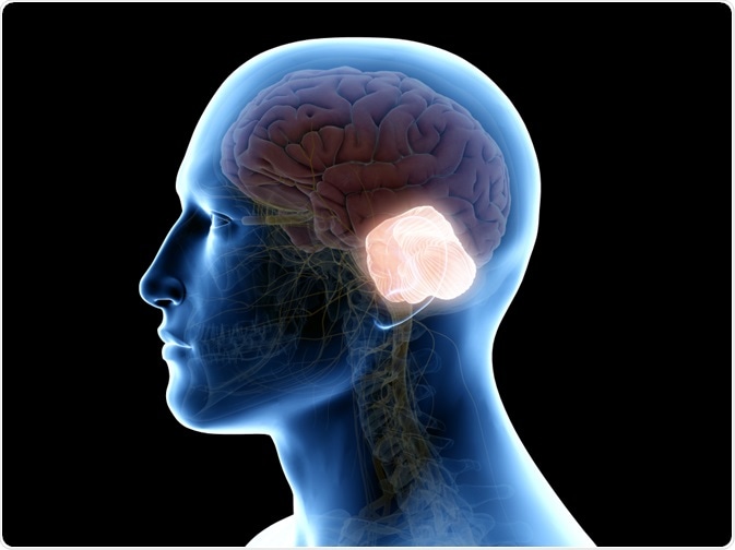 cerebellum