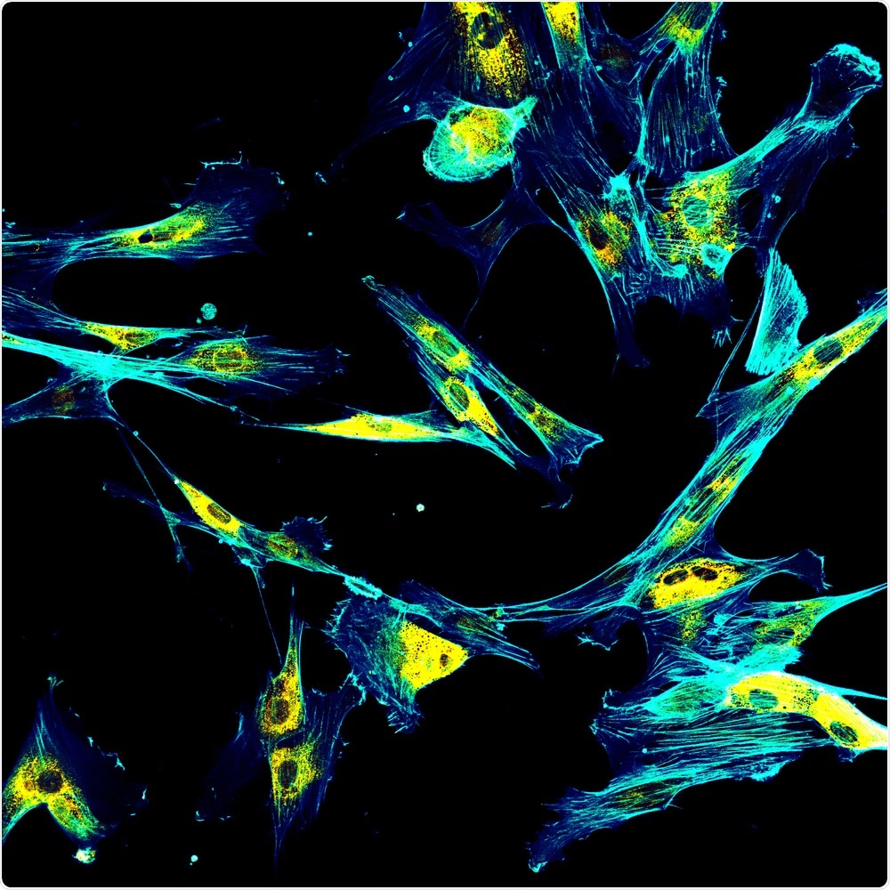 Immunofluorescence