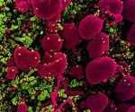 Research tracks humoral immunity response over eight months post COVID-19 infection